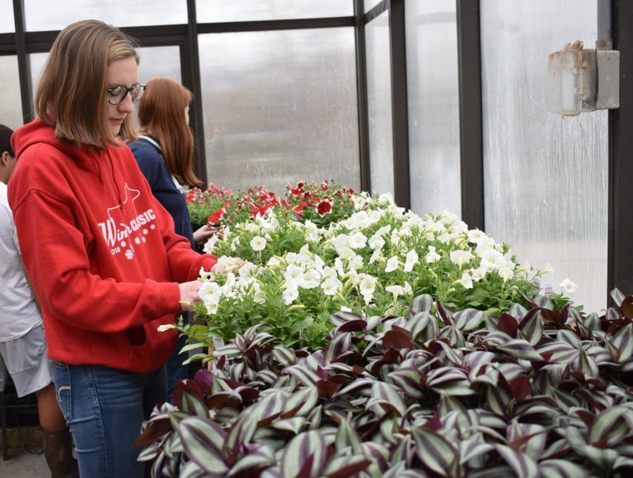 Kacie Allen tends to the plants in the FFA greenhouse.