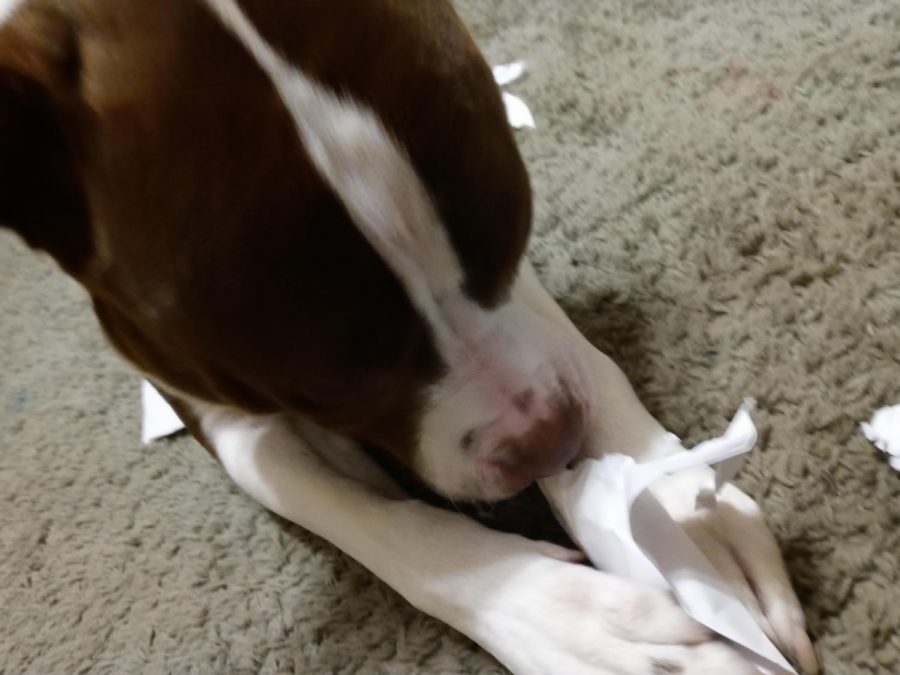 A students beloved dog viciously devours their homework.