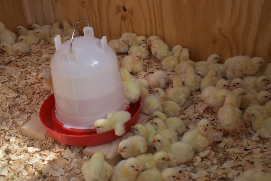 St. Louis High School Animal Science is raising broiler chickens in the greenhouse. 