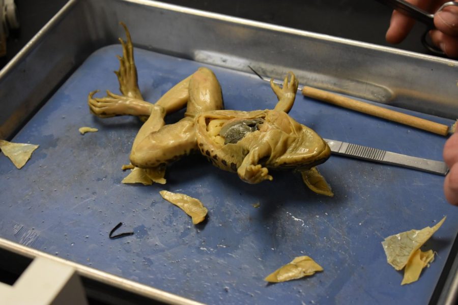 St. Louis students participated in frog dissections.