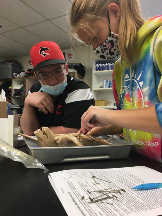 SLHS students last dissection of the year!