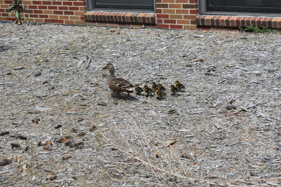 A mother duck and her ducklings waddle their way around the courtyard
