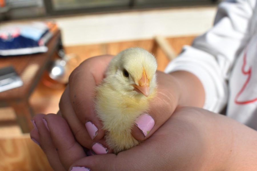 A SLHS student takes care of one of her baby chicks for Mr. Bernias class.