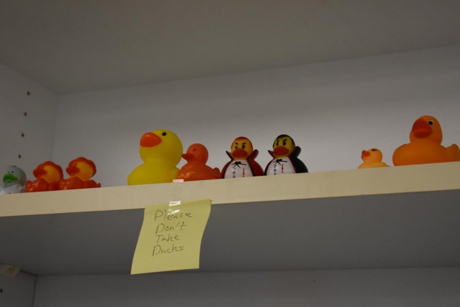 This photo shows a small part of Mr. Bunces rubber ducks collection that can be found displayed within his classroom. 