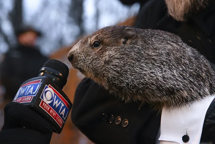 Punxsutawney Phil reigns supreme over all his subjects.
