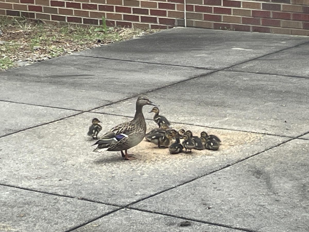 Mama duck takes careful care of her babies, watching over them while they eat!