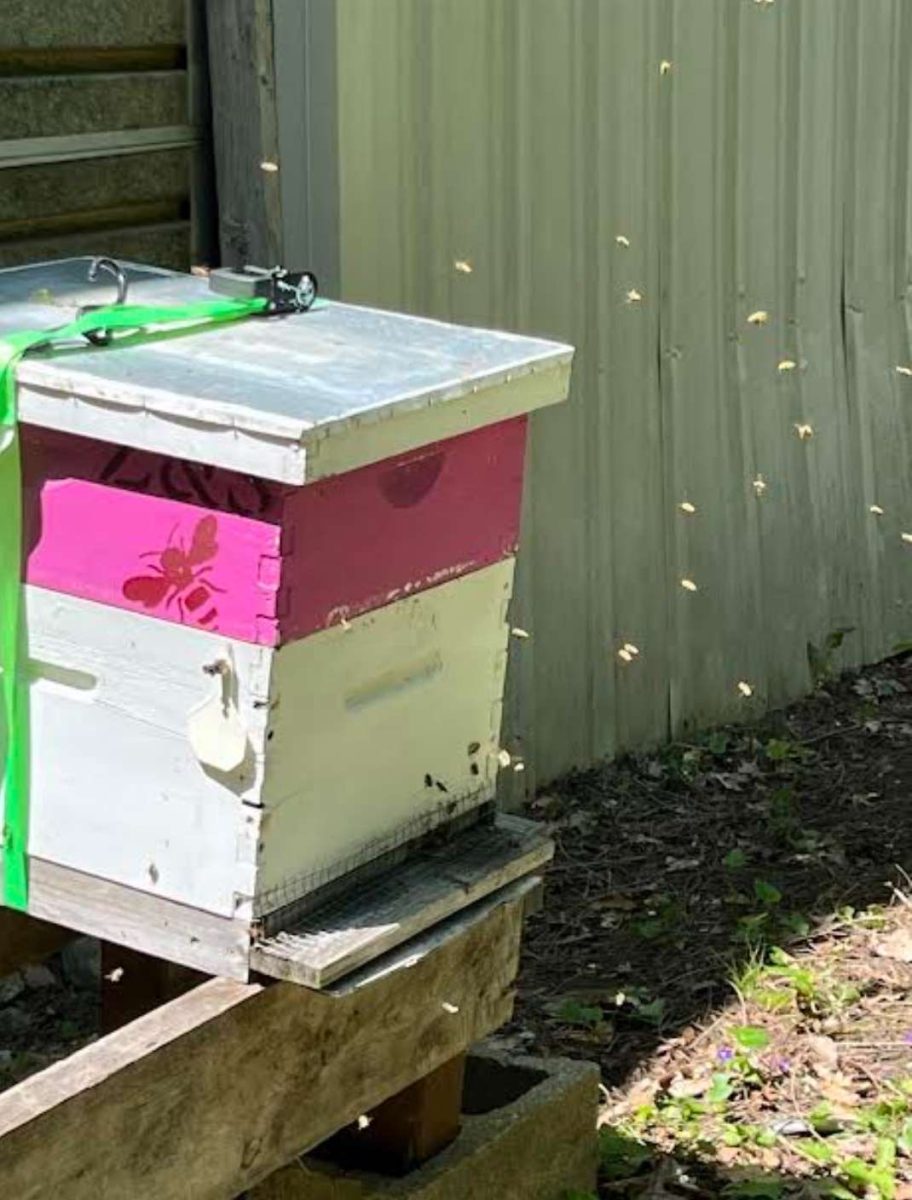 Mr. Wawersik's bees sit happily in their hive.