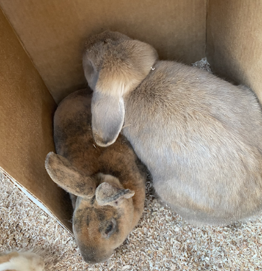 Two bunnies happily relax in a box.